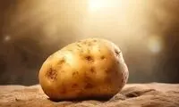 حیات ما به این سیب‌ زمینی وابسته‌است!