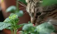 9 گیاه خطرناک برای حیوانات خانگی!