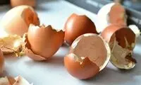 پوست تخم مرغ را دور نریزید، خاصیتی عجیب دارد
