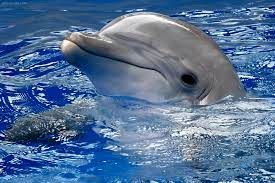 لحظه منحصربفرد تولد یک دلفین در جزیره کیش