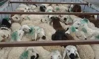 گوسفند در کدام استان ارزان‌تر است؟