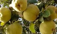 خواص شگفت‌انگیز این میوه برای درمان لک‌ پوستی