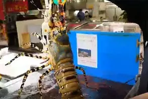 ویدئوی جذاب از ساشیمی لابستر در خیابان‌های اوکیناوا