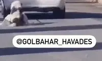 ویدئویی از حیوان آزاری دلخراش در خراسان رضوی