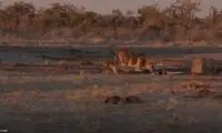 شغال حواس‌پرت کنار یک شیر رفت!