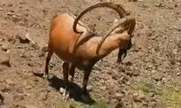 تصویری بی‌نظیر از کَل سیاهکوه در پارک ملی کویر