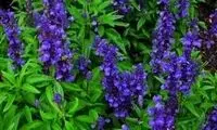 خواص معجزه‌آسای این گیاه برای تقویت حافظه