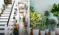 گیاهان مقاوم به سرما برای راه‌پله‌ کم‌نور