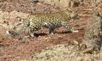رخ‌نمایی پلنگ مازندران در منطقه‌ی البرز