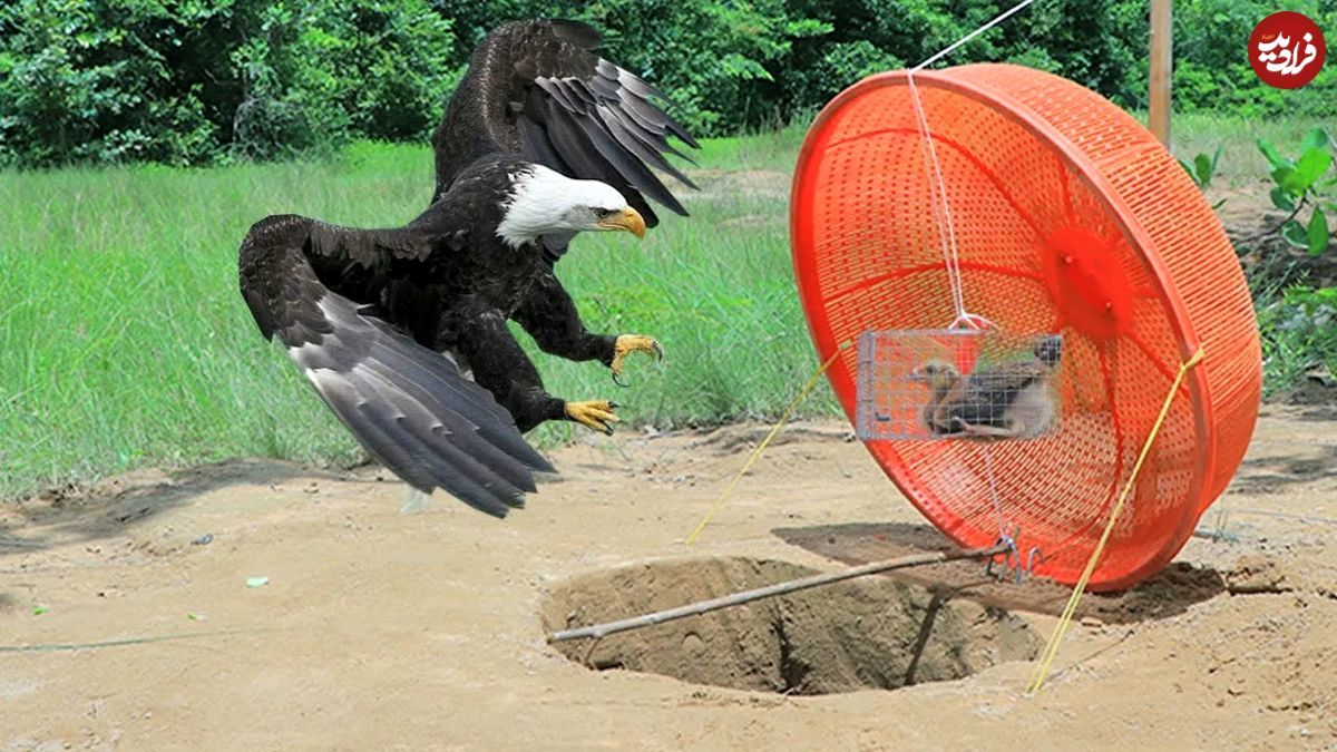 جوان روستایی با سبد پلاستیکی، یک عقاب را به دام انداخت