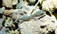 مشاهده جانوری که ظاهرا منقرض شده بود