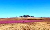 خشک‌ترین صحرای دنیا گلباران شد!