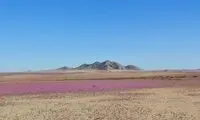 خشک‌ترین صحرای دنیا گلباران شد!