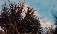 پیرترین درخت زنده‌ی دنیا کشف شد