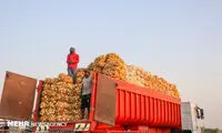 کشف محموله بزرگ پیاز احتکارشده در زنجان
