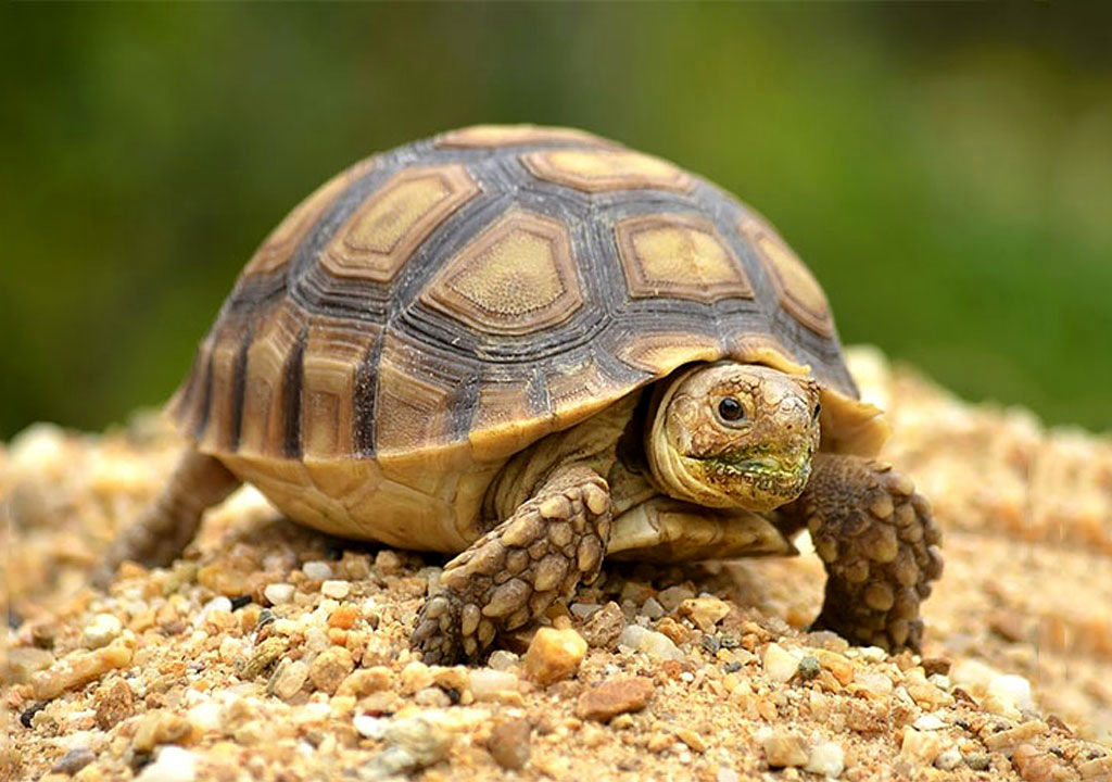 لحظه تلخ متلاشی شدن لاک‌پشت توسط کروکودیل غول‌ پیکر