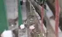 ویدیویی پربازدید از جولان موش‌ها در قم