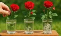 روش پرورش گل رز از یک شاخه با یک لیوان