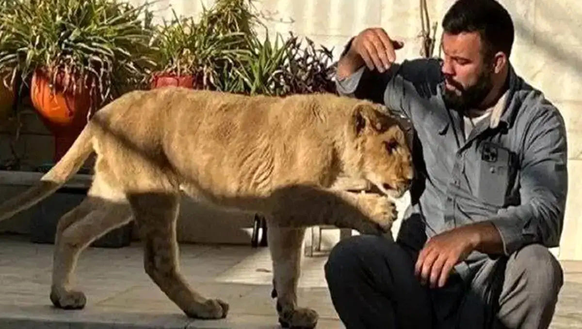 ماجرای کشته شدن شیرِ علی اکبری، آبروی باغ وحش را برد