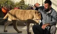 ماجرای کشته شدن شیرِ علی اکبری، آبروی باغ وحش را برد
