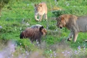 گراز وحشی در محاصره ۵ شیر؛ نبردی نفس‌گیر برای بقا