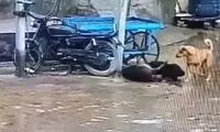 یک سگ، جانِ خود را در راه دوستش فدا کرد