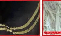 قتل فجیع زن ناشناس در مشهد
