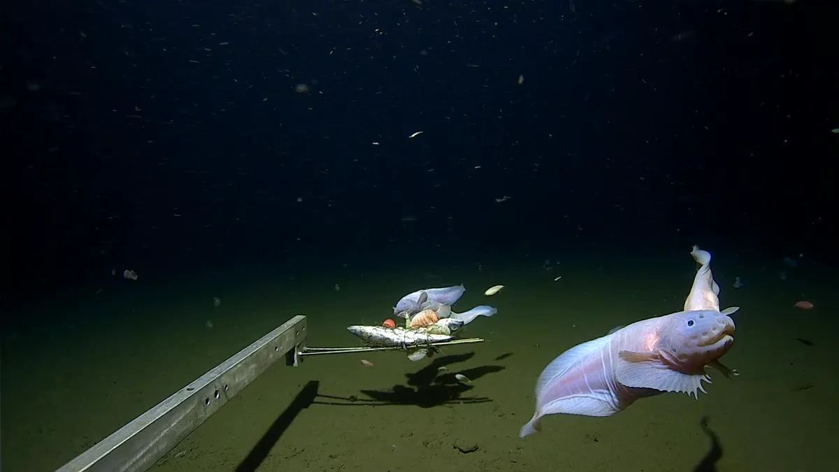 «عمیق‌ترین تصویر» ثبت‌ شده از زیر دریا