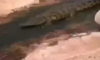 خوش‌گذرانی یک تمساح درنده به سبک پارک آبی!