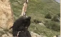 دلیل باورنکردنی قتل خرس در فیلبند