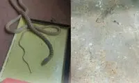 پیدا شدن مار و موش در یک خوابگاه دانشجویی پسرانه 