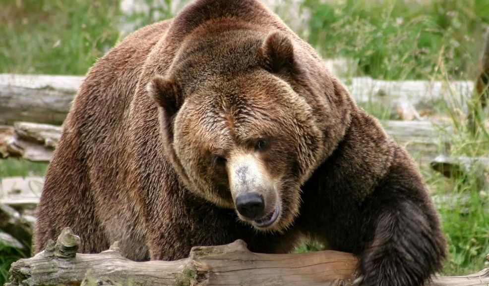 تلاش خرس غول پیکر برای شکار توله سگ‌های خانگی
