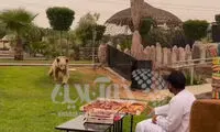 عجیب اما واقعی؛ پیتزا خوردن مرد عرب در کنار خرس!