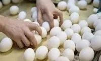 زمان افزایش قیمت رسمی تخم‌مرغ 