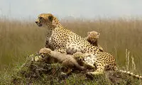 این حیوان ۷برابر سریع‌تر از پراید است!