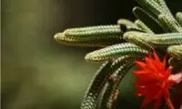 التیام سریع‌تر زخم‌ها با پمادی از عصاره یک گیاه