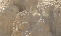 تعقیب و گزیر بزکوهی و گرگ در کوهستان!