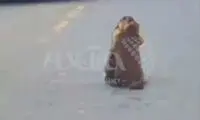 دعوای عجیب دو سگ آبی وسط خیابان به سبک بوکسورها!