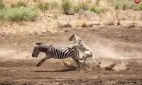  گورخر بوی شیرها را حس نکرد و شکار شد