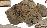 این فسیل ۲۴۷ میلیون ساله، قدیمی‌ترین جانور «گردن‌دراز» دنیاست