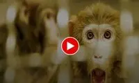 سواستفاده یک میمون از یک گربه برای جابجایی