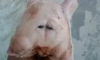 تصویری عجیب از تولد خوکی با دو سر و چهار چشم