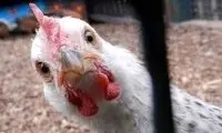 دفاع مرغیِ روزنامه دولت از خودش به سبک دهه 60!