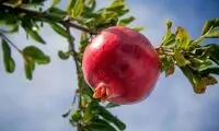 آنچه باید از خواص این میوه  پرطرفدار بدانید