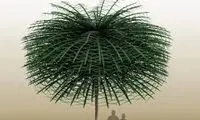 کشف فسیل درخت ۳۵۰ میلیون ساله در کانادا