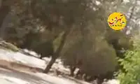 روباه‌های ناقل «سارکوپتس» در بهشت زهرا!