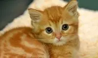 مزاحمت‌های پی در پی گربه بامزه برای نمازگزار