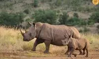 محافظت کرگدن مادر از بچه‌اش در مقابل شیر‌ها