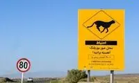 این تصاویر قتلگاه ۱۰ یوزپلنگ ایرانی است