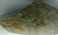 رازهایی که فسیل این پرندگان آشکار کرد!